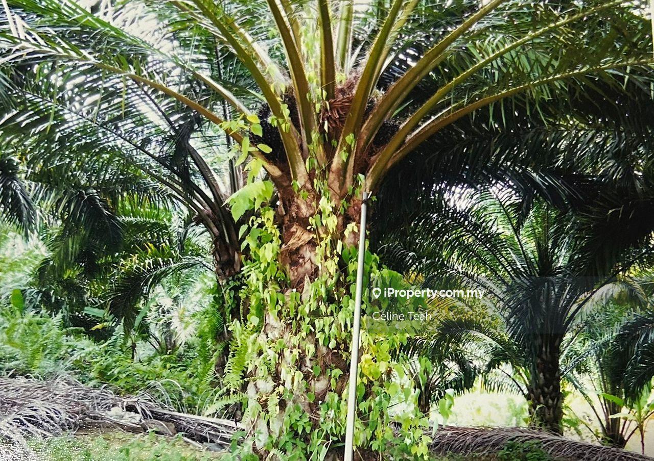 Agricultural Land for Sale in Keningau, Sabah by Celine Teah - iProperty.com.my