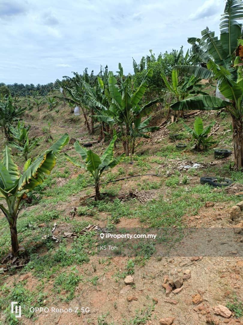 Agricultural Land for Sale in Kampung Kendong Lama, Gadong by KS Toh - iProperty.com.my