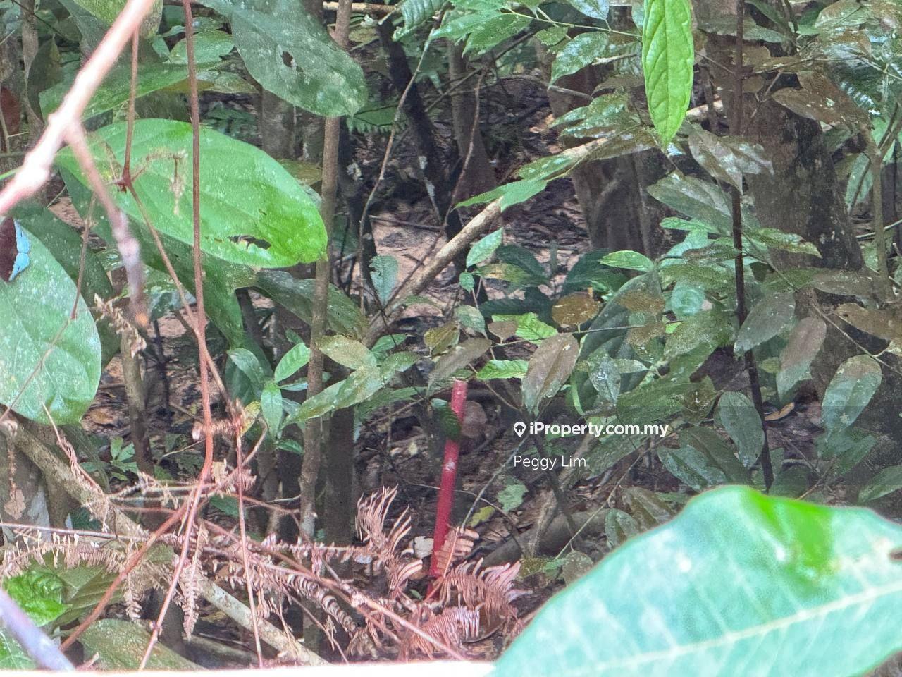 Agricultural Land for Sale in Rasa, Selangor by Peggy Lim - iProperty.com.my