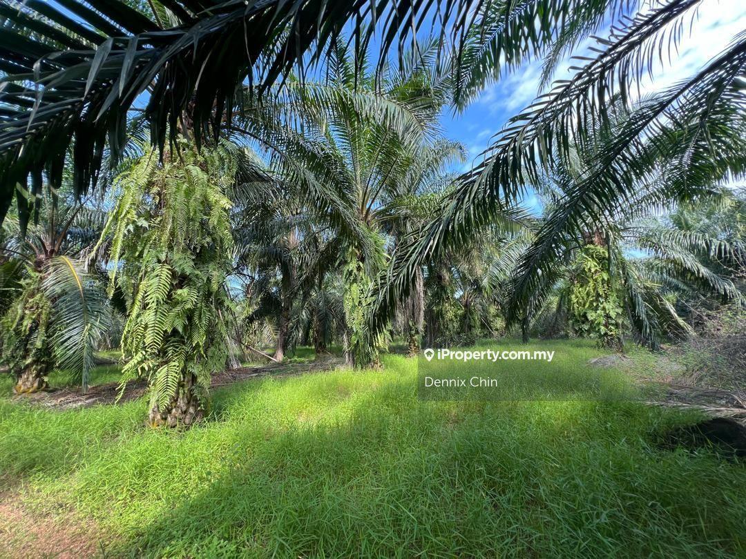 Agricultural Land for Sale in Jeram, Kuala Selangor by Dennix Chin - iProperty.com.my