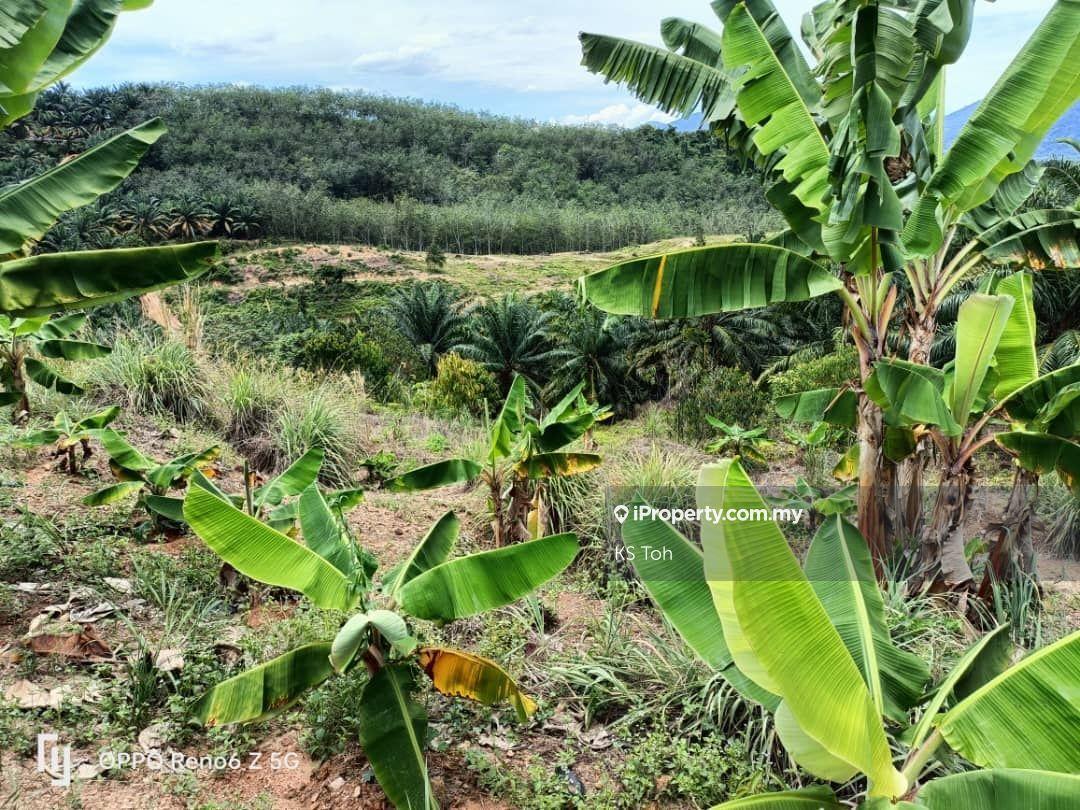 Agricultural Land for Sale in Kampung Kendong Lama, Gadong by KS Toh - iProperty.com.my