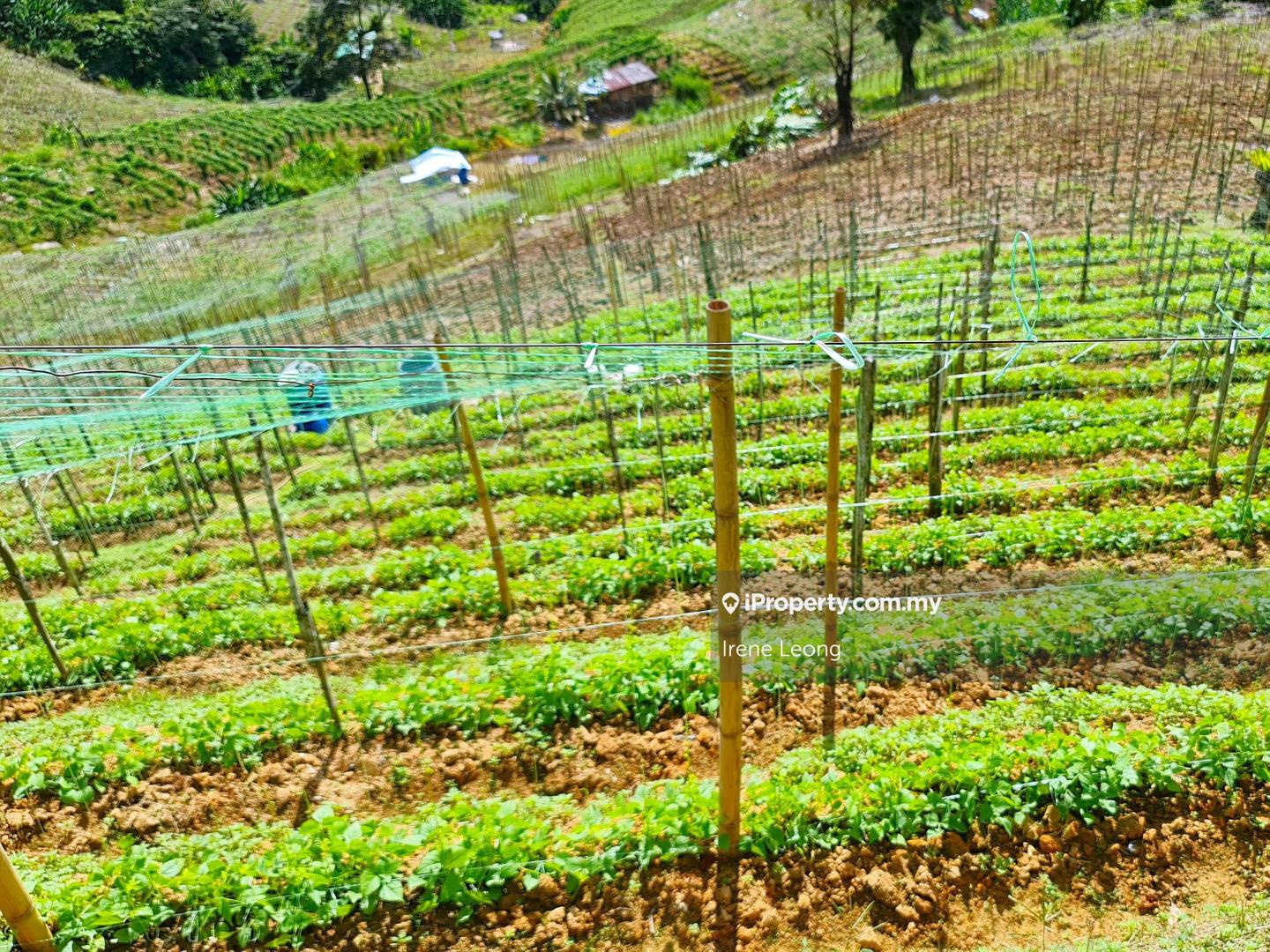 Agricultural Land for Sale in Genting Highlands, Bentong by Irene Leong - iProperty.com.my