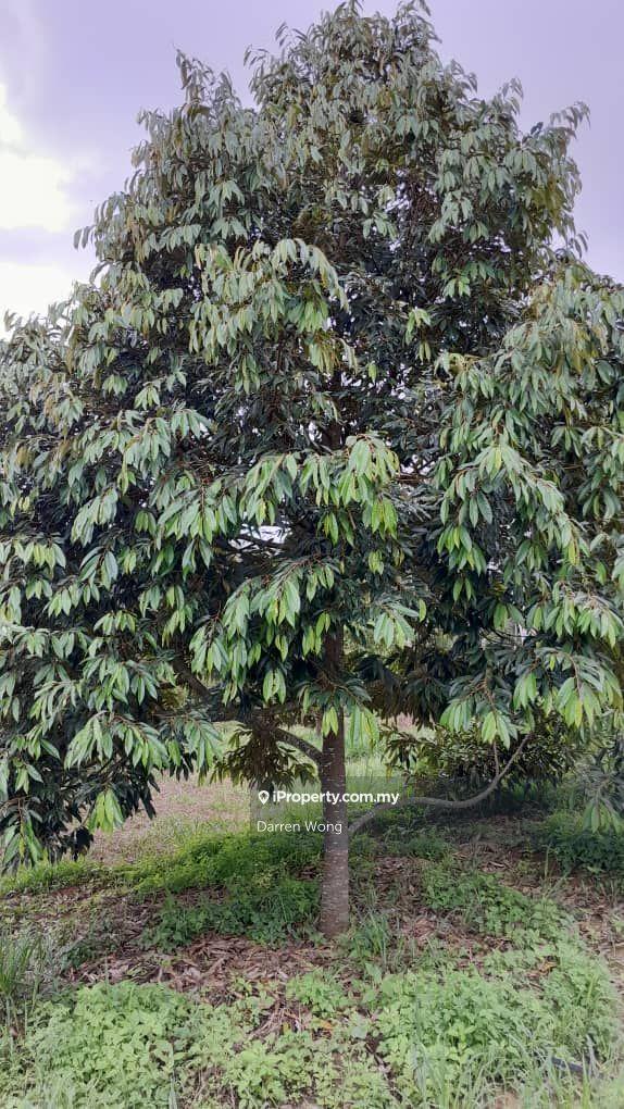 Tanah Pertanian untuk Dijual di Kampung Semerbok, Semerbok oleh Darren Wong - iProperty.com.my