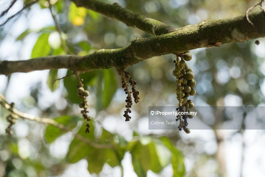 Agricultural Land for Sale in Papar Fruits Farm, Papar by Celine Teah - iProperty.com.my