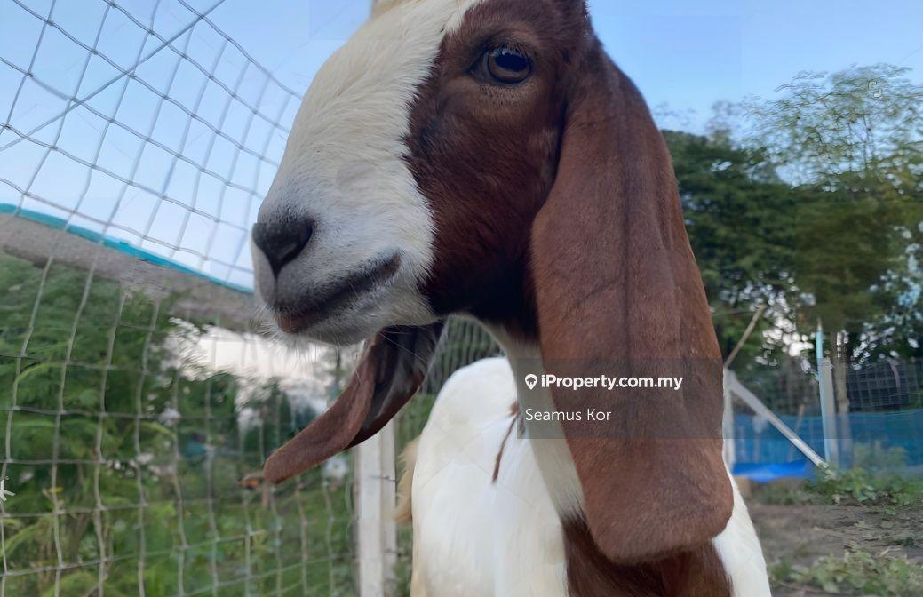 Hotel / Resort untuk Dijual di Karak, Pahang oleh Seamus Kor - iProperty.com.my