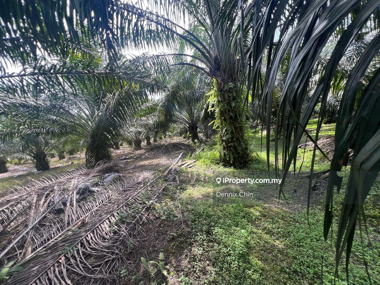 Agricultural Land for Sale in Jeram, Kuala Selangor by Dennix Chin - iProperty.com.my
