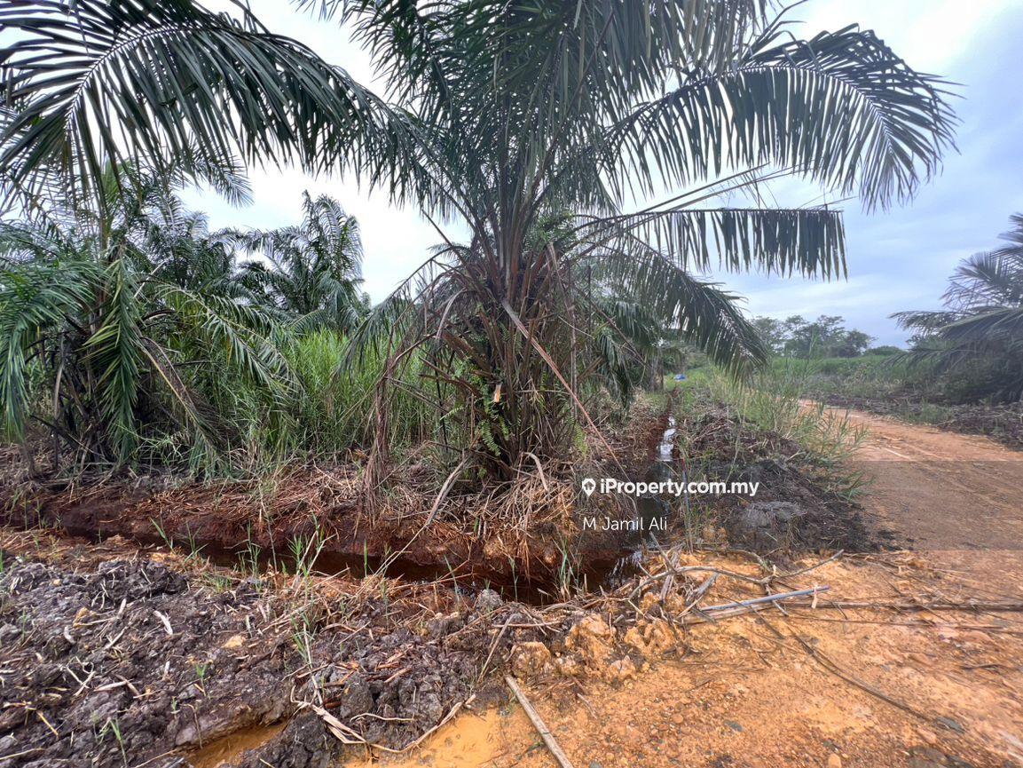 Agricultural Land for Sale in Kampung Pulau Penarek Sg Mati, Tangkak by M Jamil Ali - iProperty.com.my