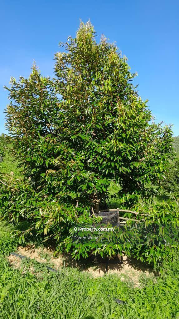 Tanah Pertanian untuk Dijual di Kampung Semerbok, Semerbok oleh Darren Wong - iProperty.com.my