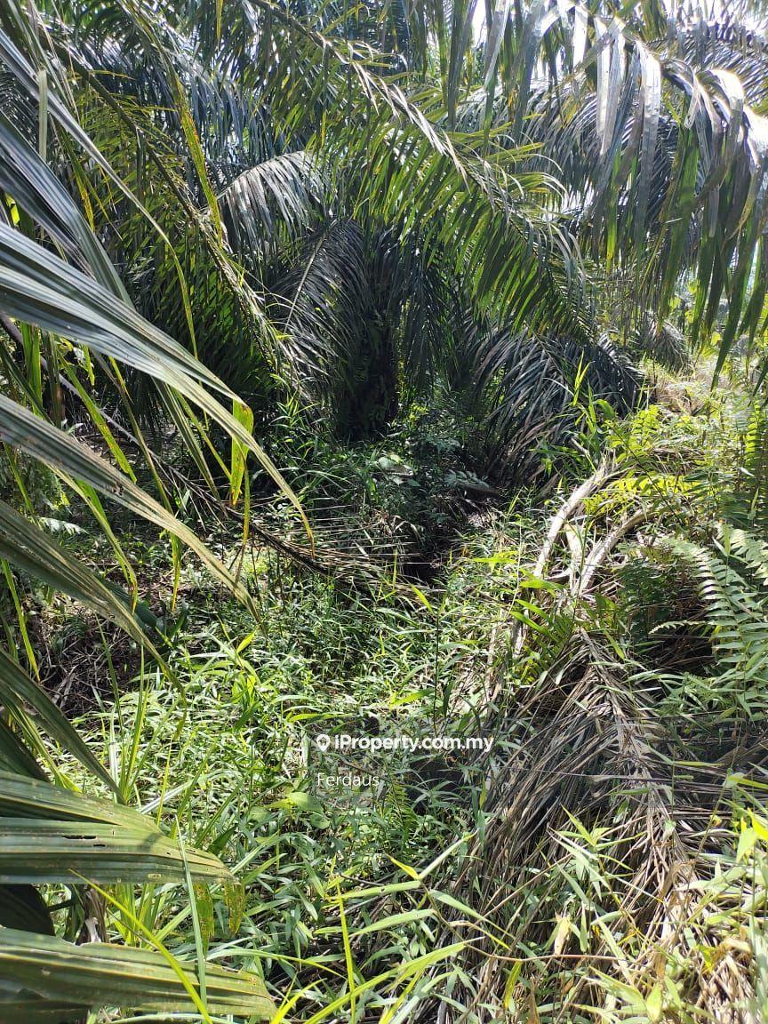 Tanah Pertanian untuk Dijual di Parit Raja, Sri Gading oleh Ferdaus - iProperty.com.my