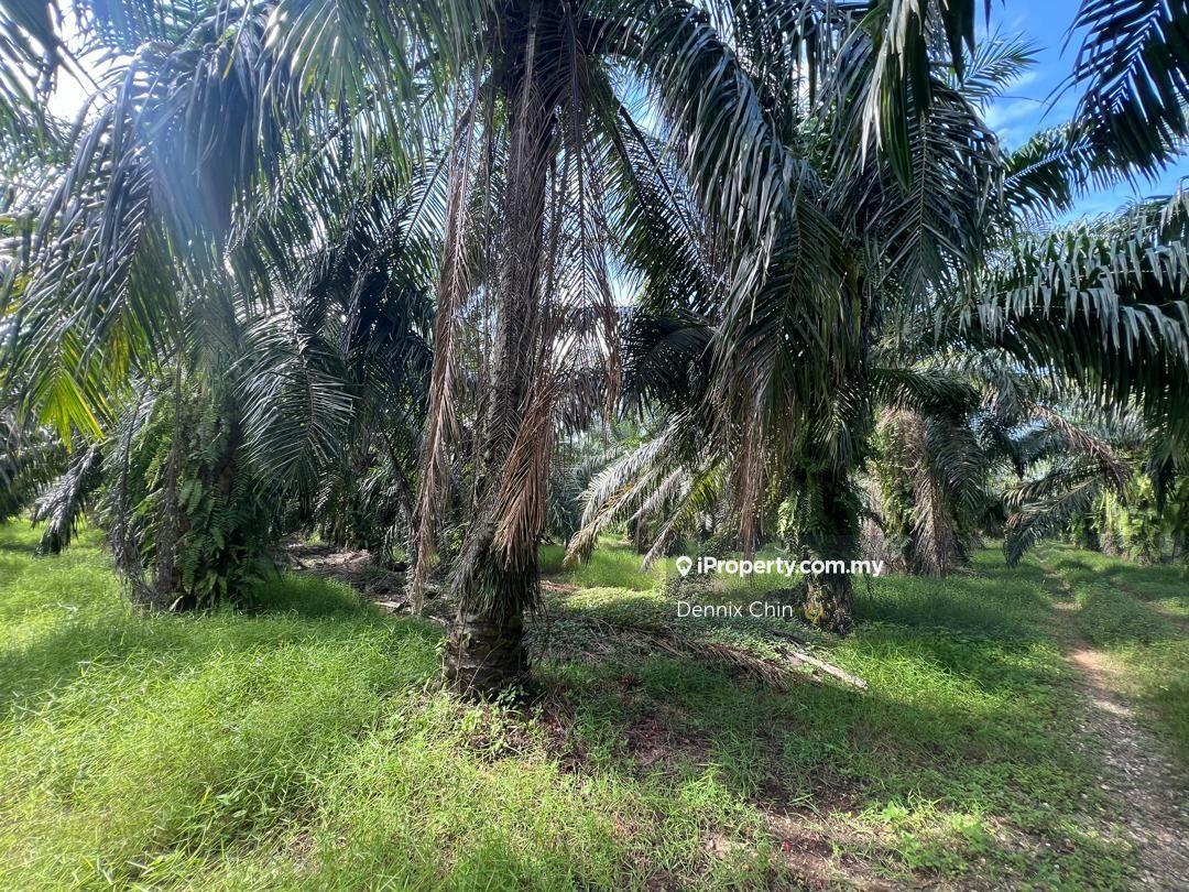 Agricultural Land for Sale in Jeram, Kuala Selangor by Dennix Chin - iProperty.com.my