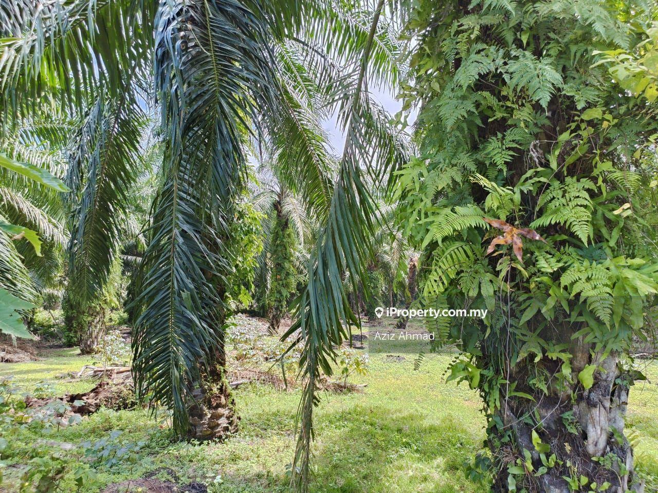 Tanah Pertanian untuk Dijual di Tanjung Sepat, Sepang oleh Aziz Ahmad - iProperty.com.my