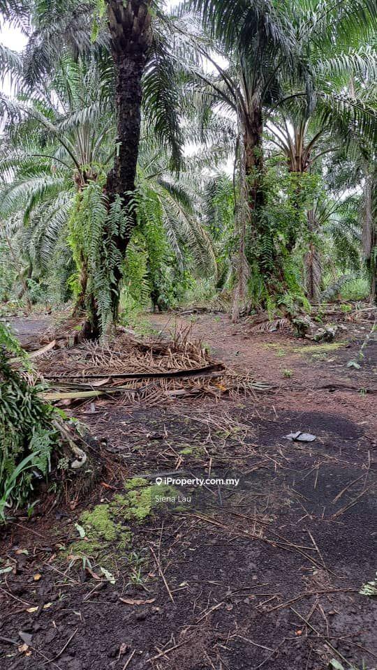 Tanah Pertanian untuk Dijual di Kampung Parit Panjang, Ayer Baloi oleh Siena Lau - iProperty.com.my