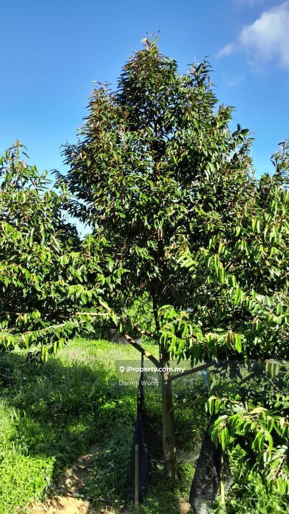 Tanah Pertanian untuk Dijual di Kampung Semerbok, Semerbok oleh Darren Wong - iProperty.com.my