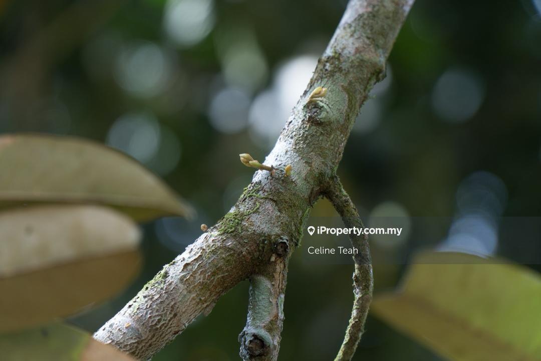 Agricultural Land for Sale in Papar Fruits Farm, Papar by Celine Teah - iProperty.com.my