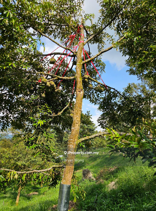 Agricultural Land for Sale in Kampung Sungai Makau, Hulu Langat by Bryan Wong - iProperty.com.my