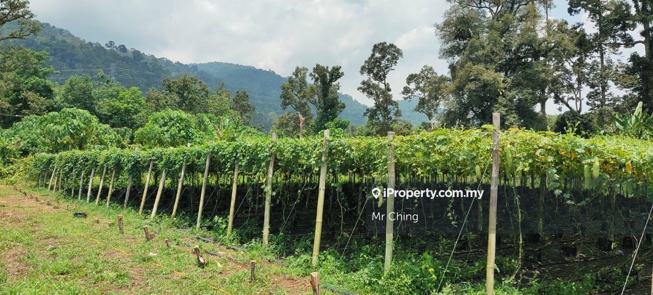 Tanah Pertanian untuk Dijual di Kampung Baru, Kerling oleh Mr Ching - iProperty.com.my