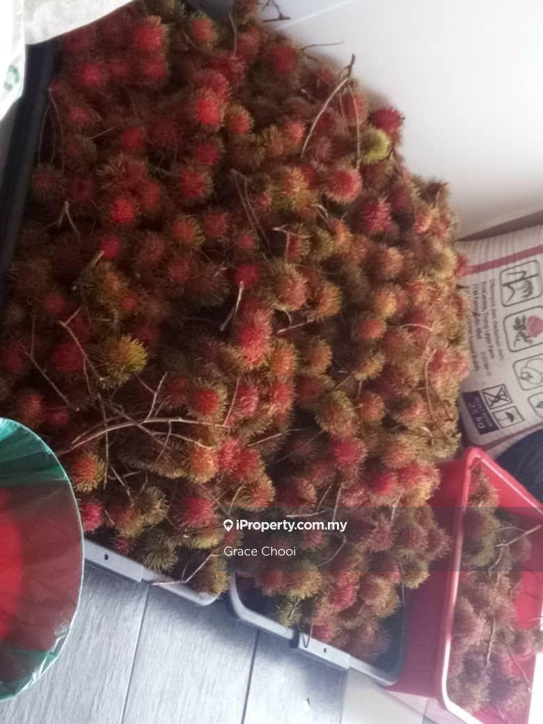 Agricultural Land for Sale in Mantin, Mantin by Grace Chooi - iProperty.com.my