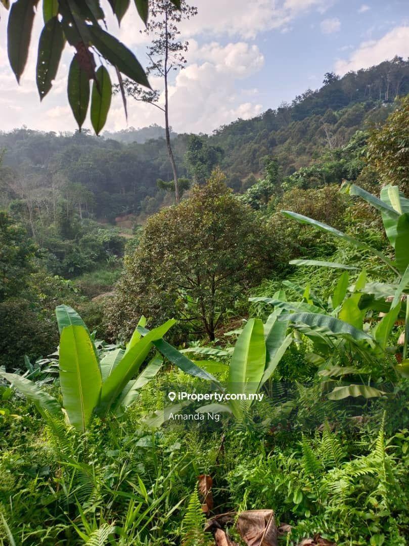 Agricultural Land for Sale in Kuala Lipis mukim penjom, Kuala Lipis by Amanda Ng - iProperty.com.my