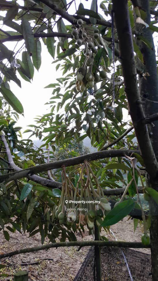 Tanah Pertanian untuk Dijual di Kampung Semerbok, Semerbok oleh Darren Wong - iProperty.com.my