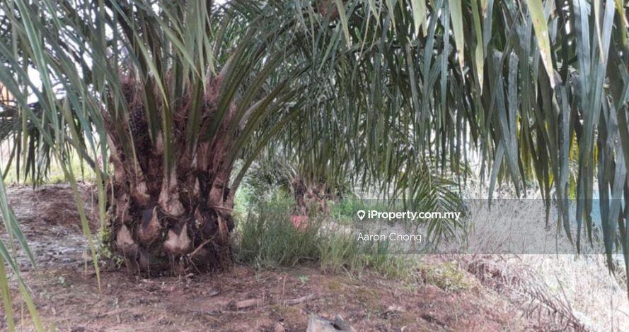 Tanah Pertanian untuk Dijual di Ranau, Sabah oleh Aaron Chong - iProperty.com.my