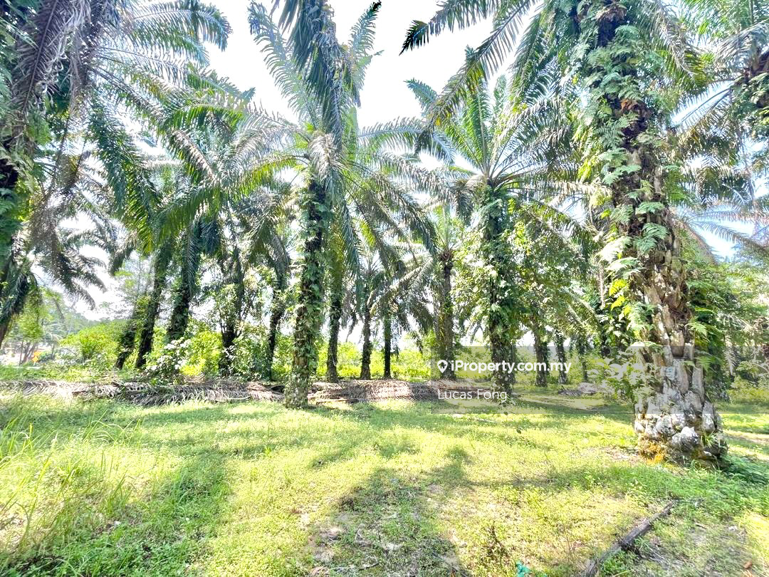 Tanah Pertanian untuk Disewa di Tapah Main Road Frontage Land, Tapah oleh Lucas Fong - iProperty.com.my