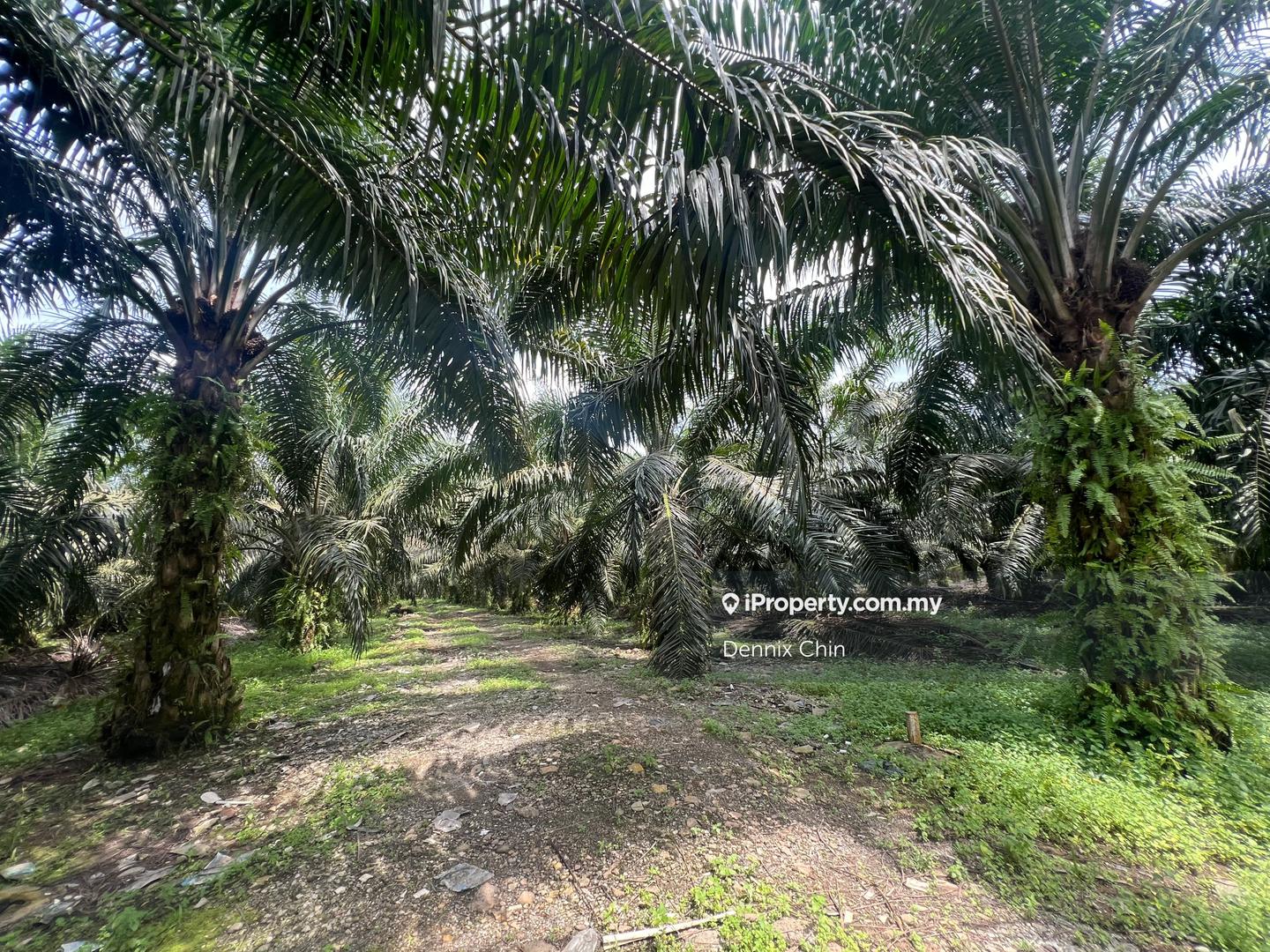 Agricultural Land for Sale in Jeram, Kuala Selangor by Dennix Chin - iProperty.com.my