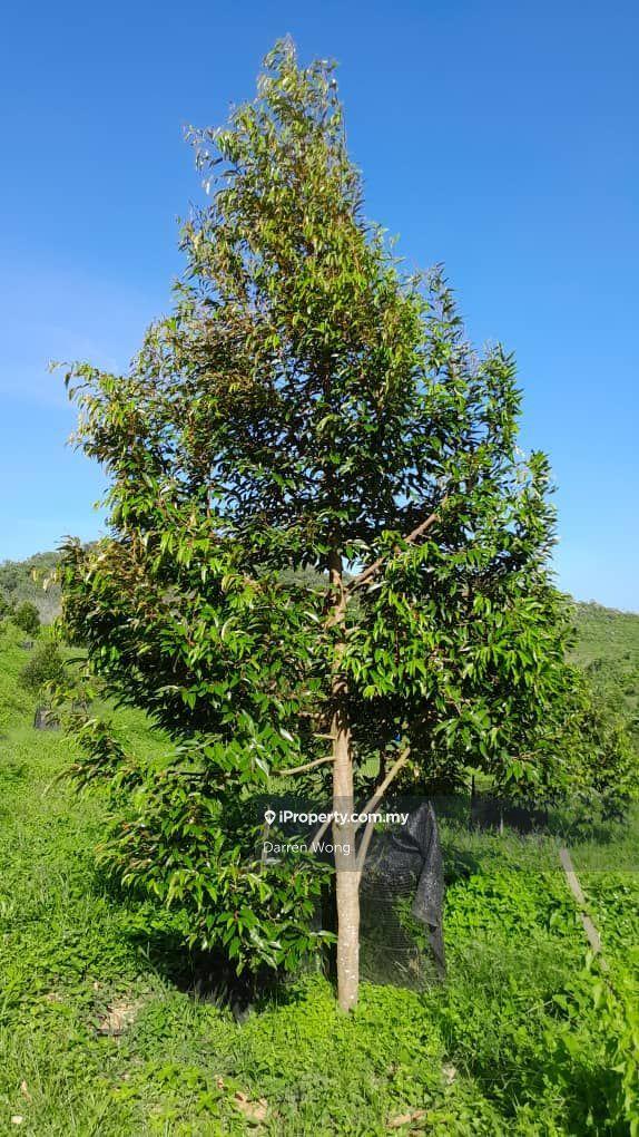 Tanah Pertanian untuk Dijual di Kampung Semerbok, Semerbok oleh Darren Wong - iProperty.com.my