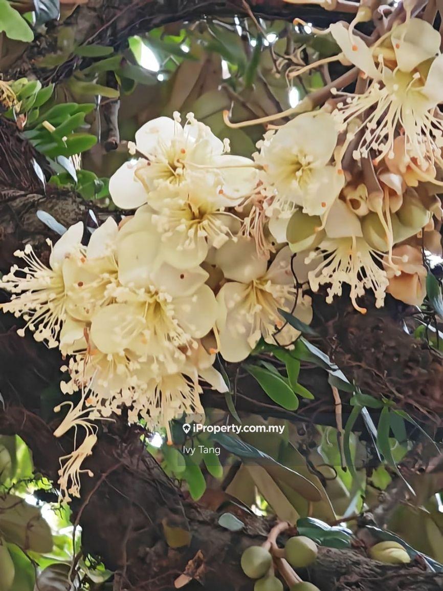 Bungalow House for Sale in Greentown, Ipoh by Ivy Tang - iProperty.com.my