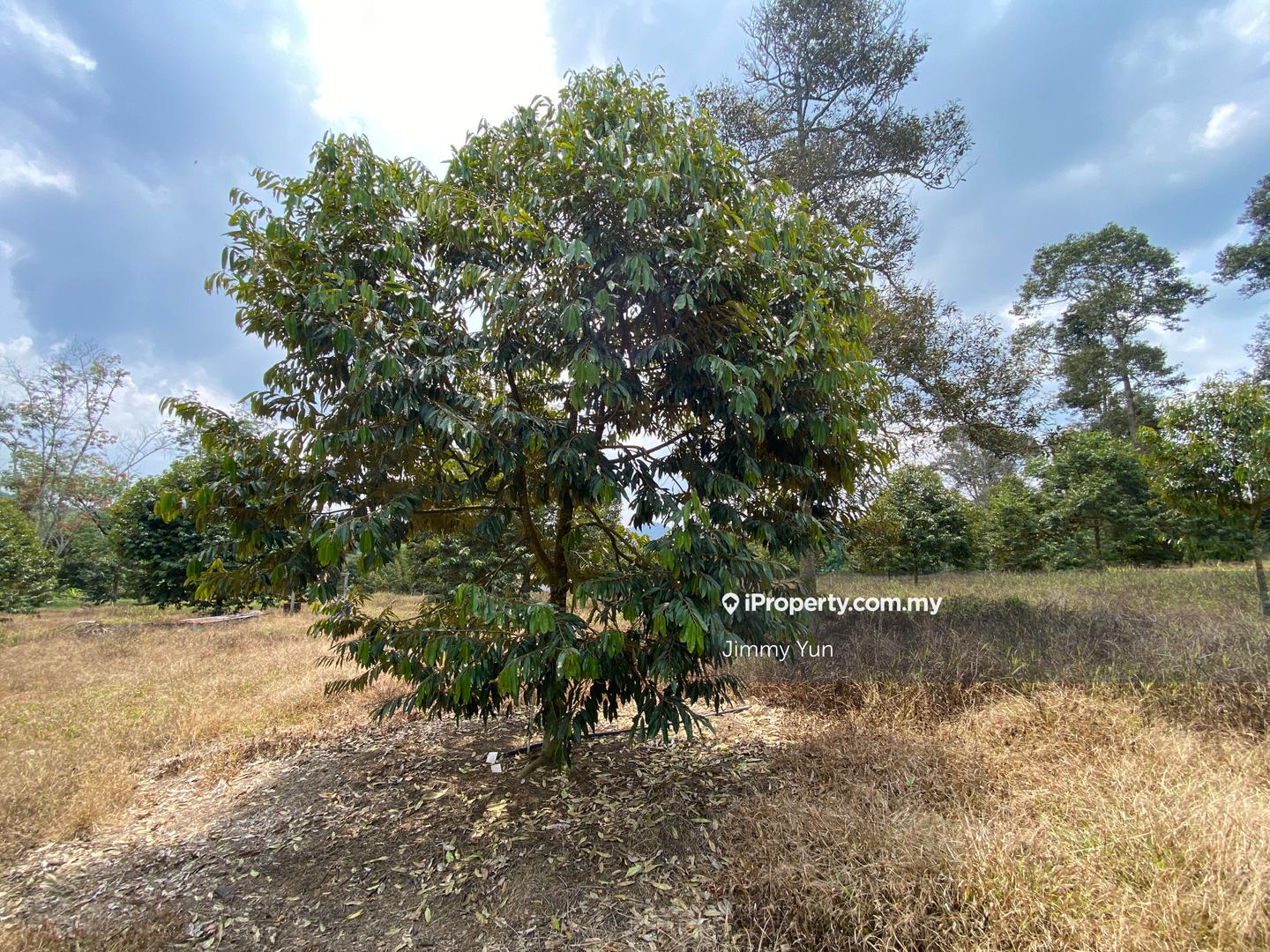 Tanah Pertanian untuk Dijual di Durian Farm For Sale, Titi , Negeri Sembilan, Titi oleh Jimmy Yun - iProperty.com.my
