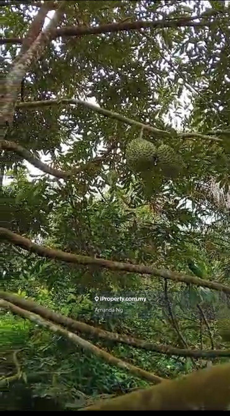 Agricultural Land for Sale in Kuala Lipis mukim penjom, Kuala Lipis by Amanda Ng - iProperty.com.my