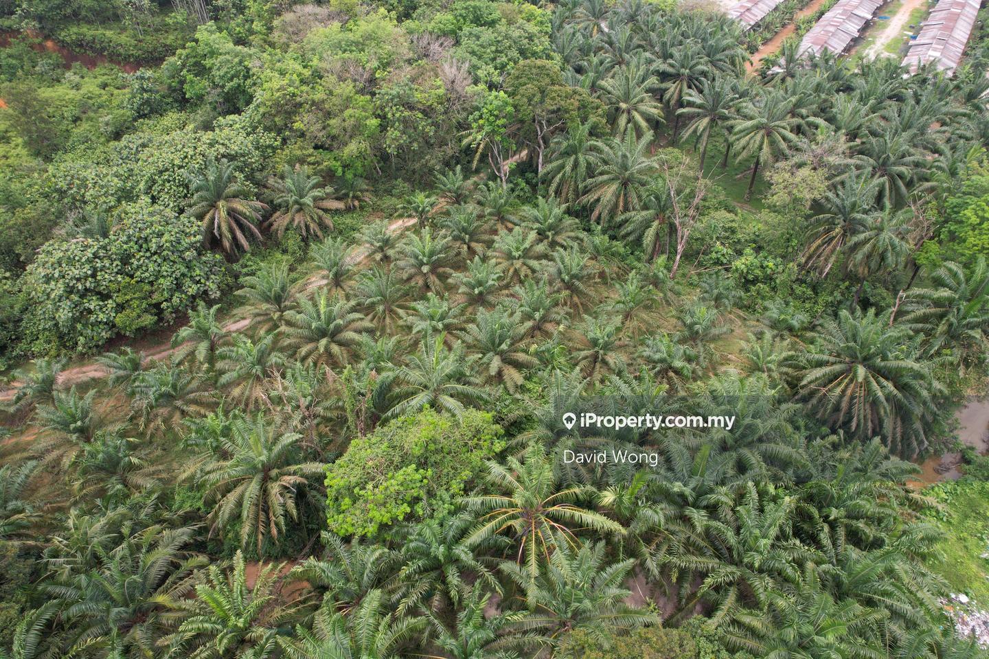 Agricultural Land for Sale in Rancangan Kampung Tersusun Batu 14, Terung by David Wong - iProperty.com.my