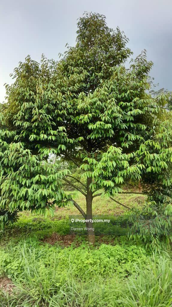 Tanah Pertanian untuk Dijual di Kampung Semerbok, Semerbok oleh Darren Wong - iProperty.com.my