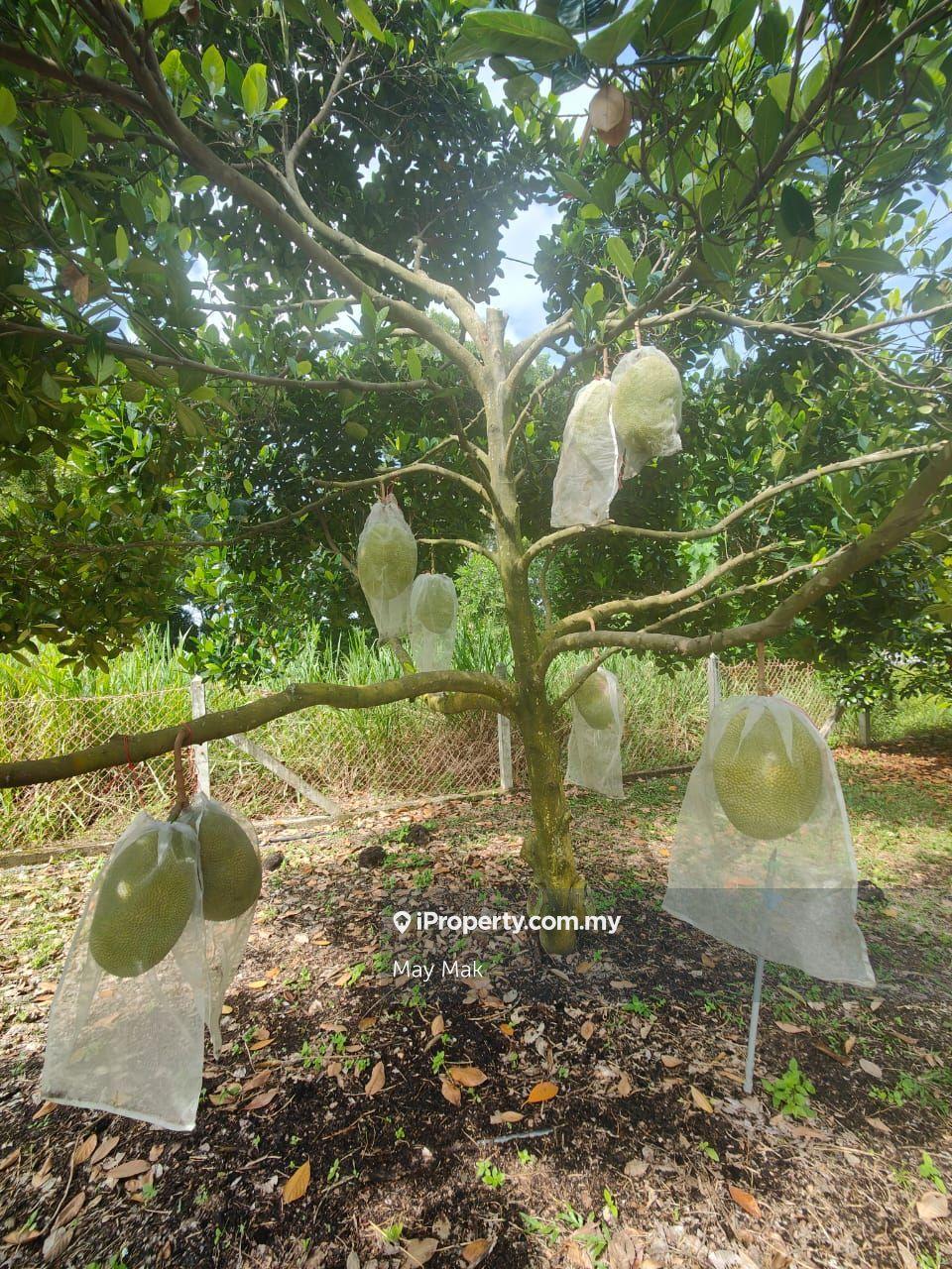Tanah Pertanian untuk Dijual di Taman Paya Emas, Paya Rumput oleh May Mak - iProperty.com.my