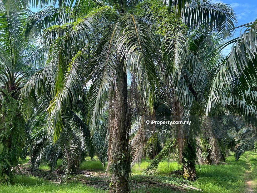 Agricultural Land for Sale in Jeram, Kuala Selangor by Dennix Chin - iProperty.com.my