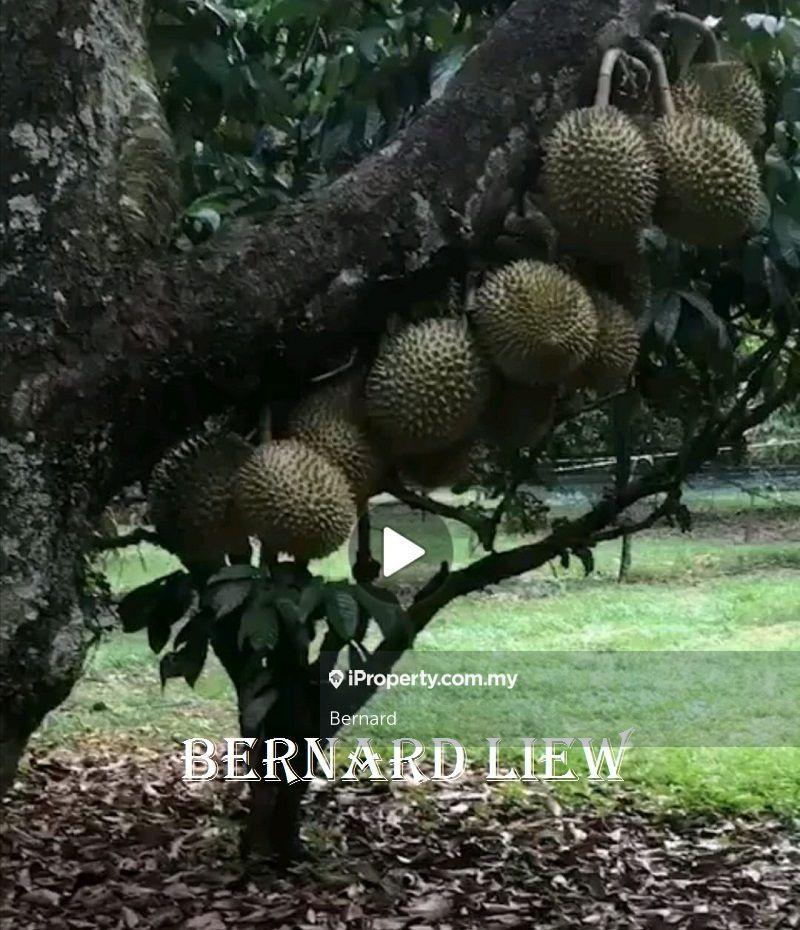Agricultural Land for Sale in Gurun, Kedah by Bernard - iProperty.com.my