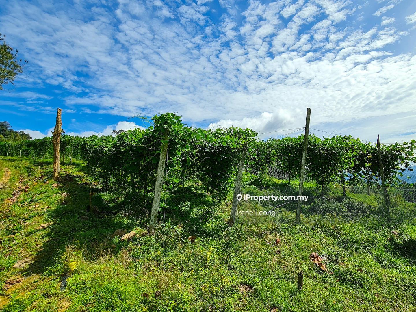 Agricultural Land for Sale in Genting Highlands, Bentong by Irene Leong - iProperty.com.my