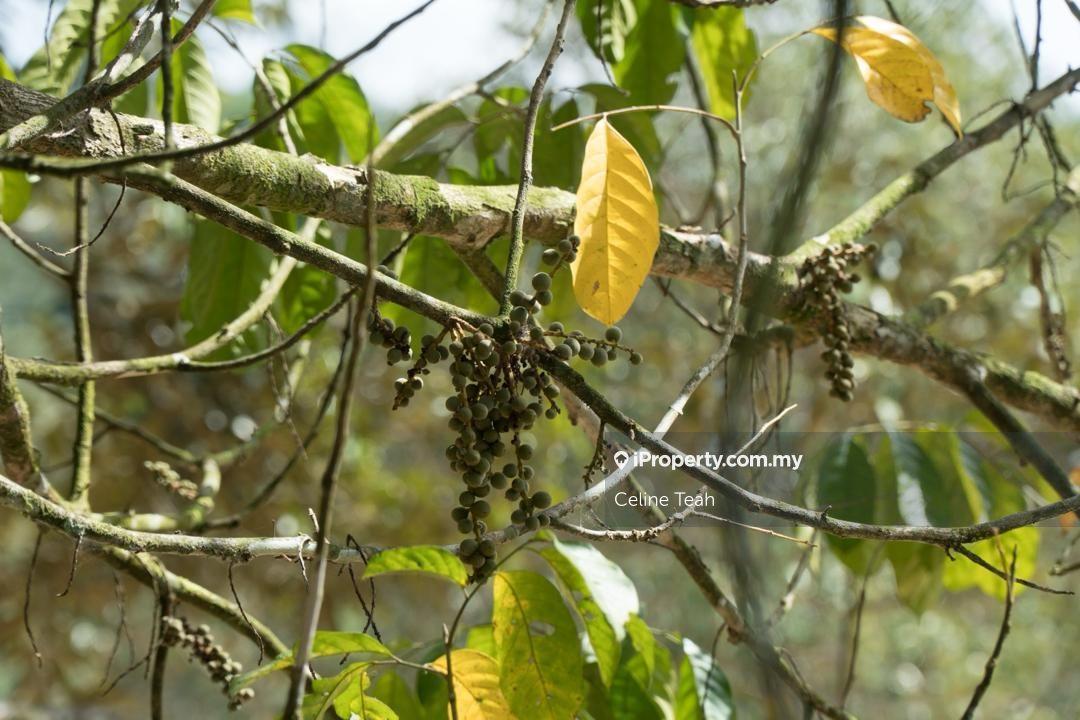 Agricultural Land for Sale in Papar Fruits Farm, Papar by Celine Teah - iProperty.com.my