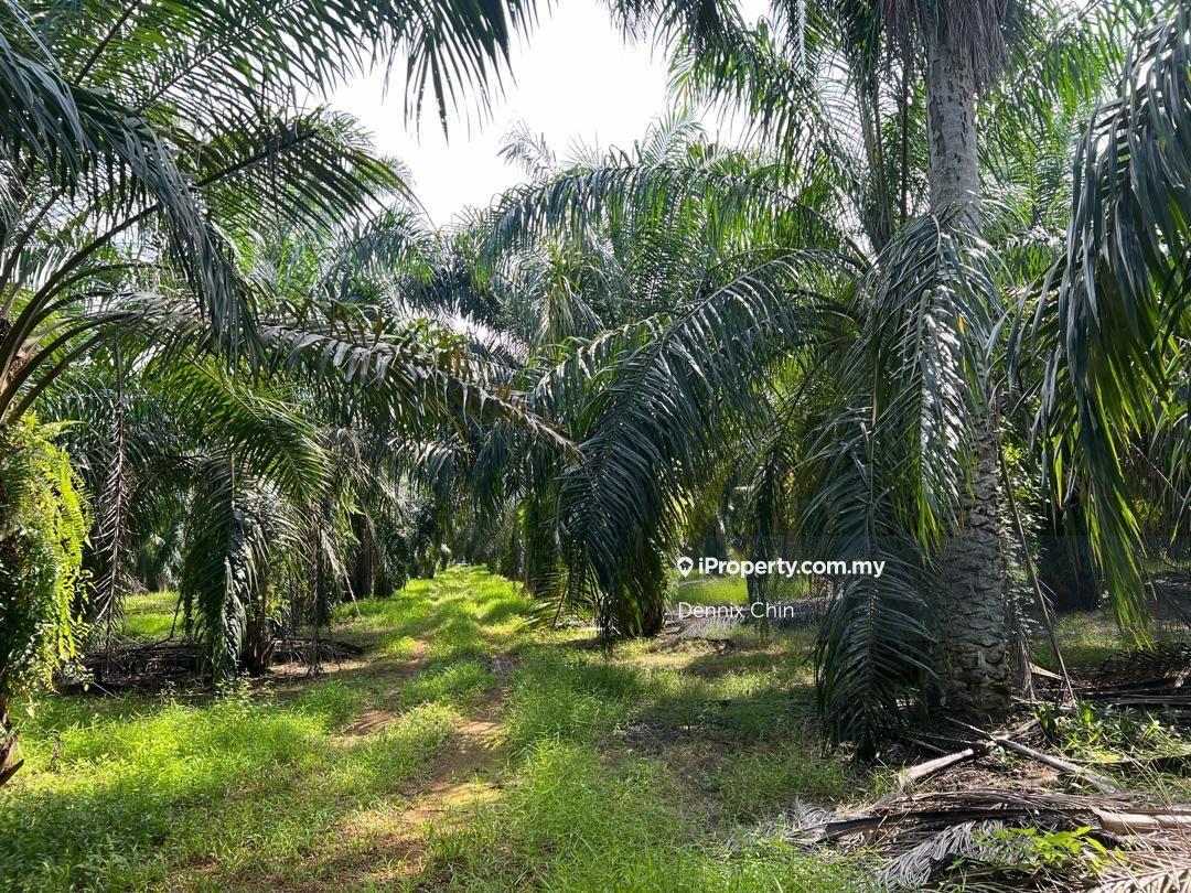Agricultural Land for Sale in Jeram, Kuala Selangor by Dennix Chin - iProperty.com.my