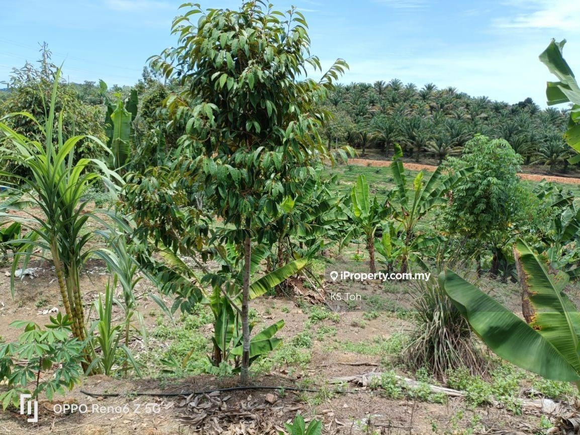 Agricultural Land for Sale in Kampung Kendong Lama, Gadong by KS Toh - iProperty.com.my