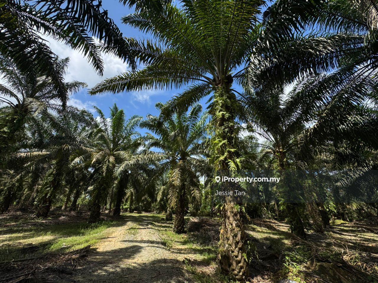 Agricultural Land for Sale in Kota Tinggi, Johor by Jessie Tan - iProperty.com.my
