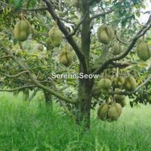 Agriculture land for Sale