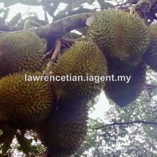 Agriculture land for Sale at Mantin.