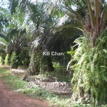 Kedah Sg Petani Agriculture land for Sale