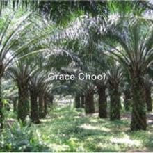 Palm oil land, Raub