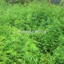 Residential land for Sale