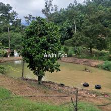 Durian Orchard with Harvest for Sale