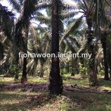 Agriculture land for Sale