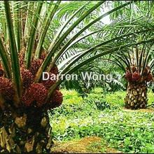 Agriculture land for Sale