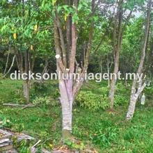 Agriculture land for Sale