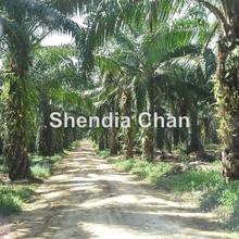 Oil Palm Plantation for Sale